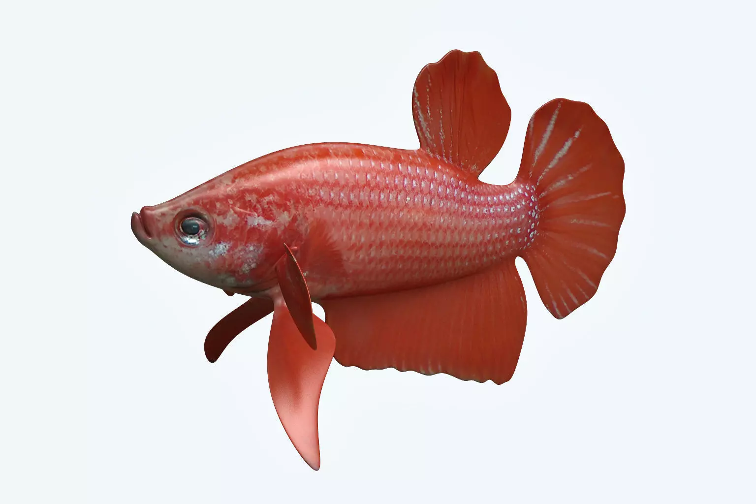 Betta Fish 6 3D model_0