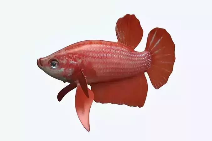 Betta Fish 6