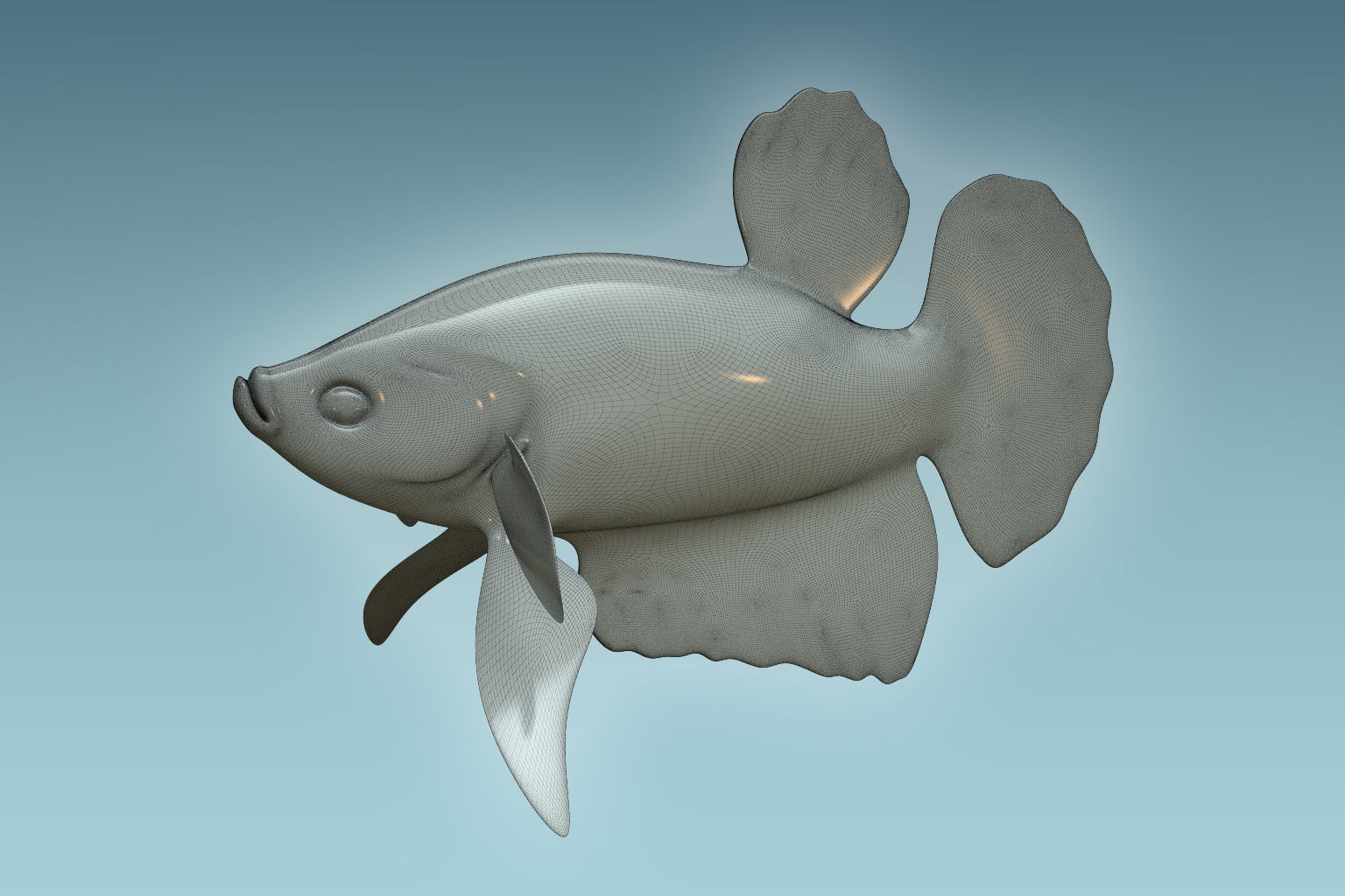 Betta Fish 6 3D model_7