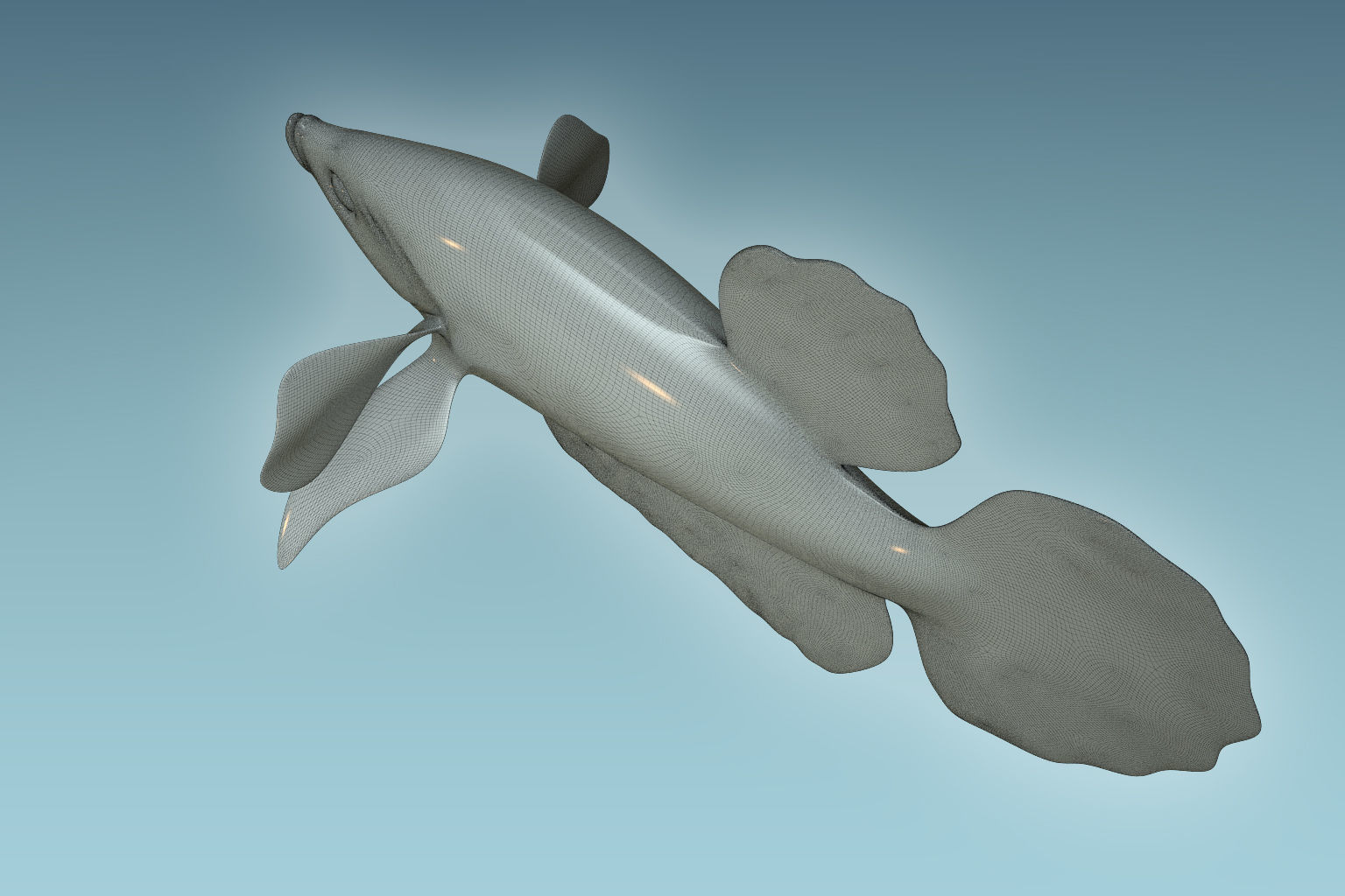 Betta Fish 6 3D model_8