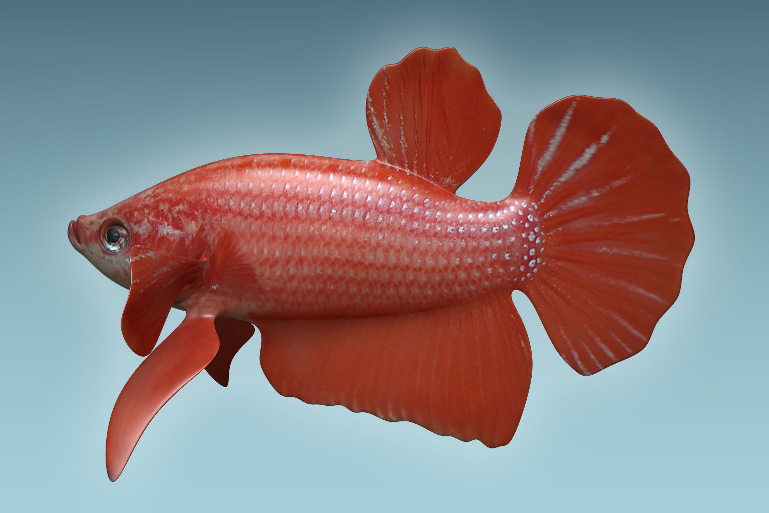 Betta Fish 6 3D model_1