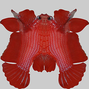 Betta Fish 6 3D model_9