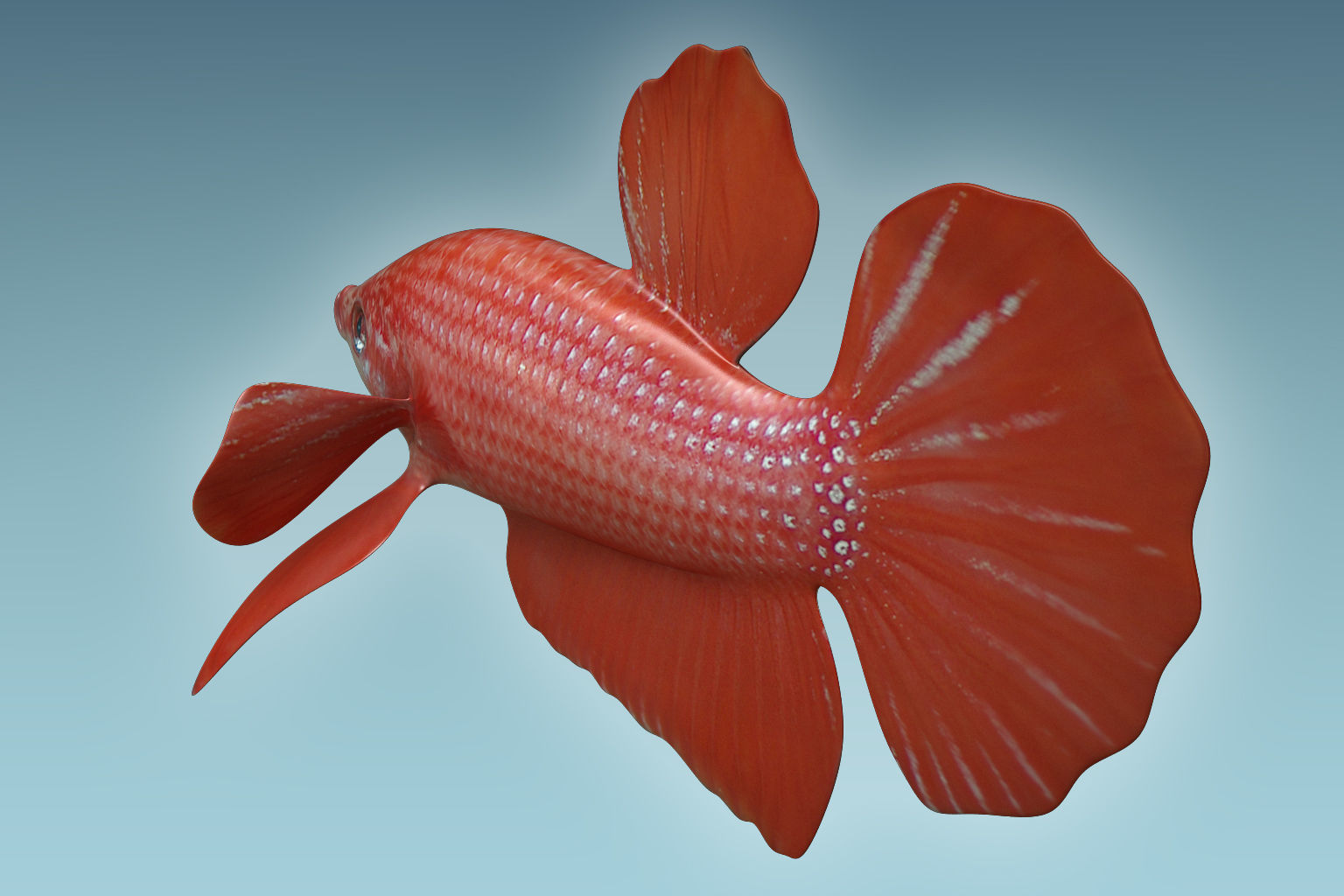 Betta Fish 6 3D model_2