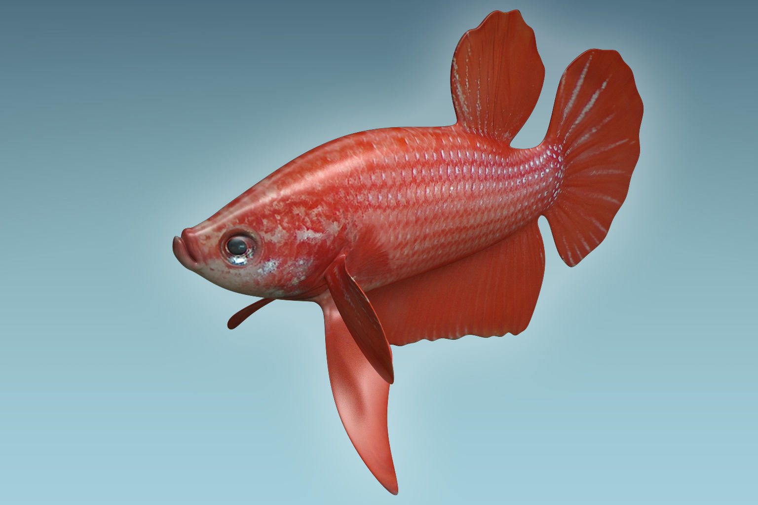 Betta Fish 6 3D model_4