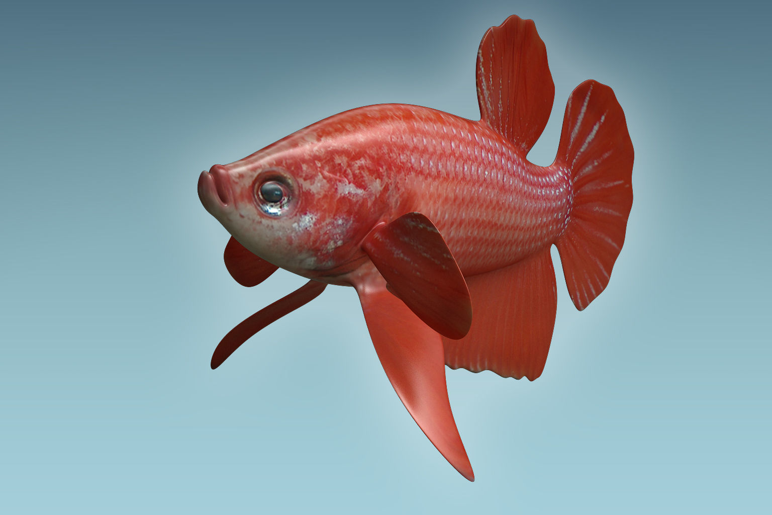 Betta Fish 6 3D model_3