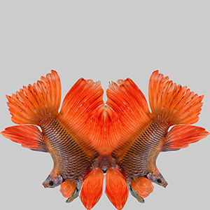 Betta Fish 7 3D model_9