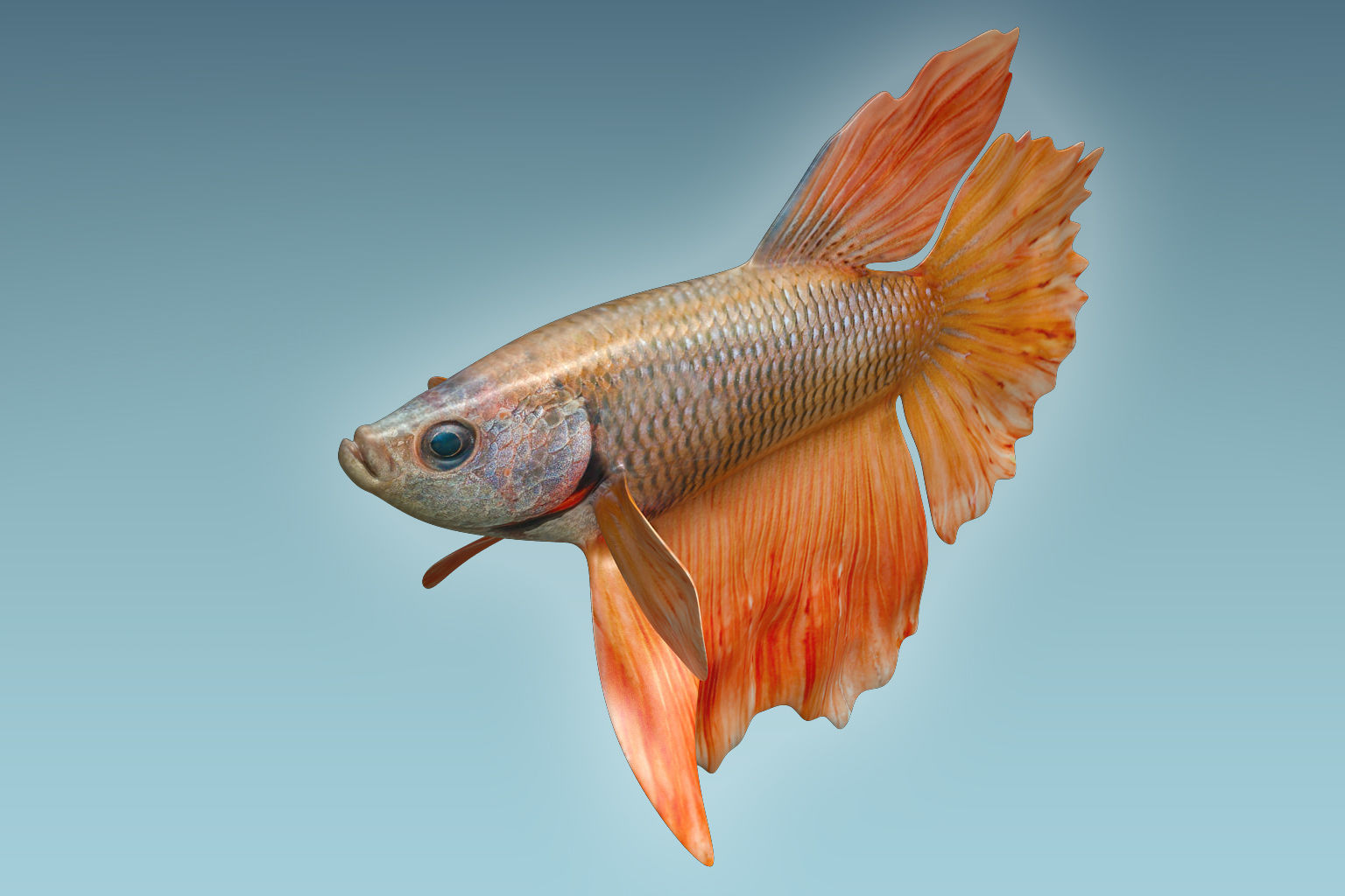 Betta Fish 7 3D model_2