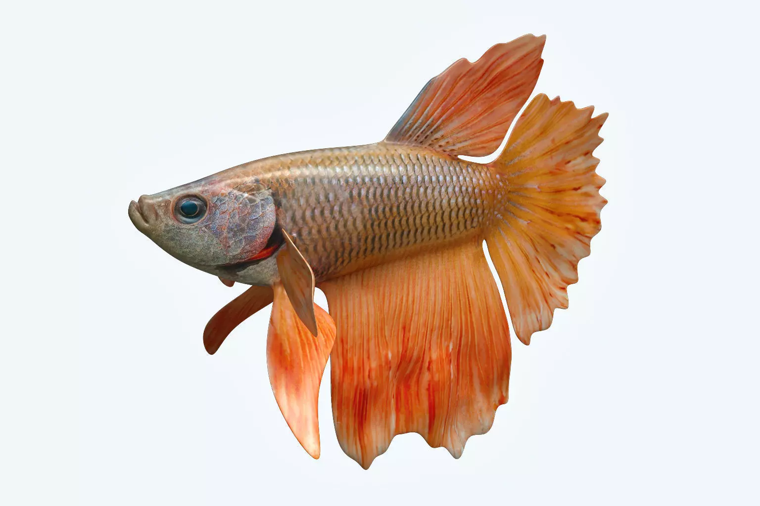 Betta Fish 7 3D model_0