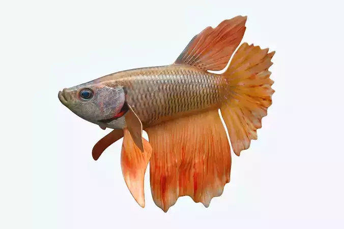 Betta Fish 7
