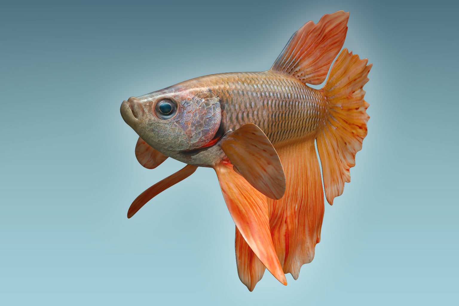 Betta Fish 7 3D model_5