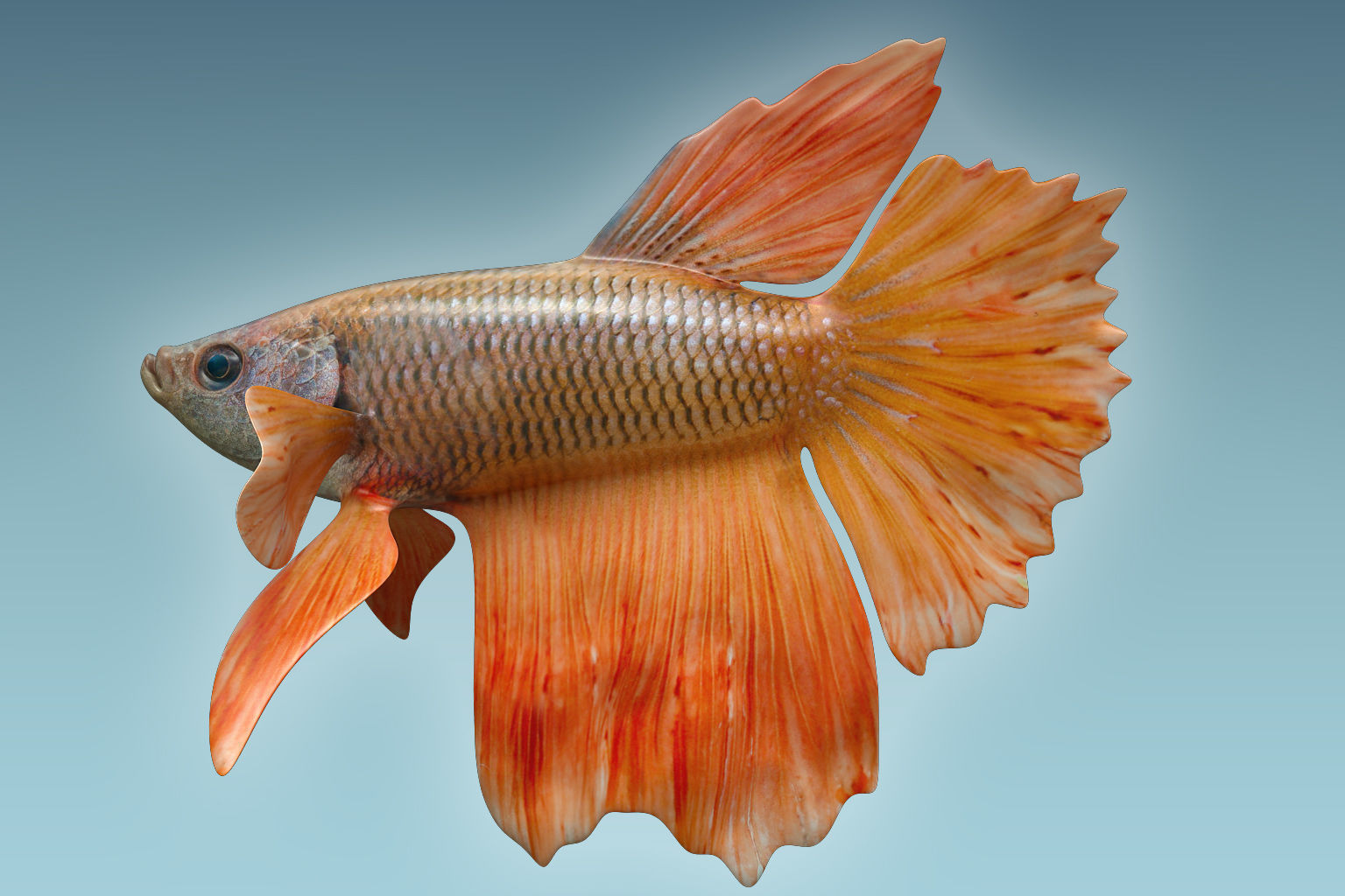 Betta Fish 7 3D model_1