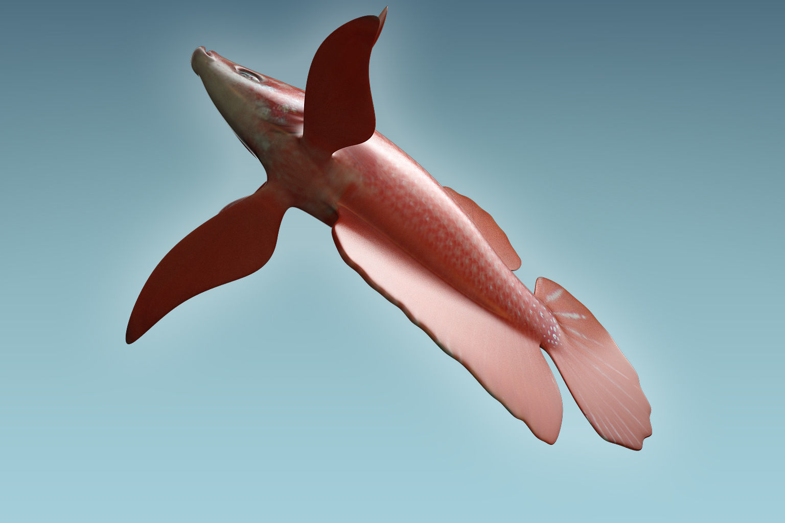 Betta Fish 7 3D model_6