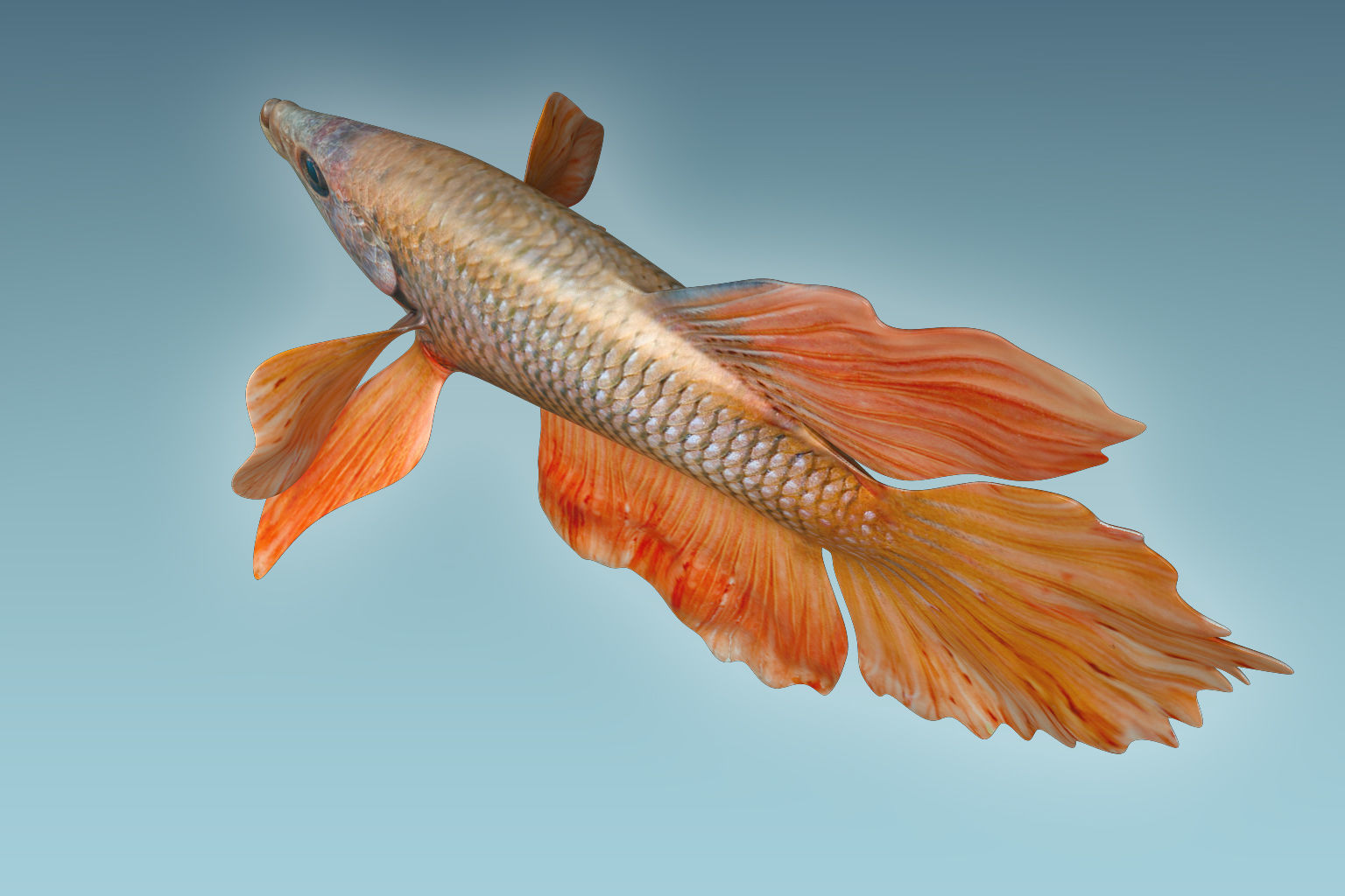 Betta Fish 7 3D model_4