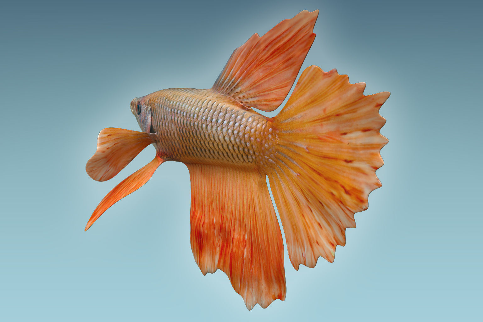 Betta Fish 7 3D model_3