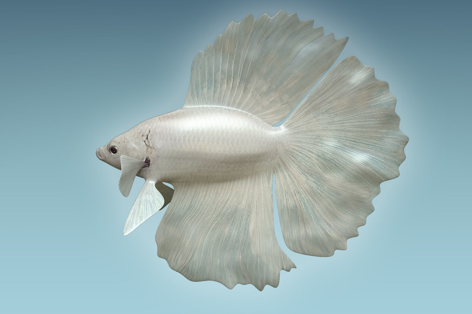 Betta Fish 8 3D model_1