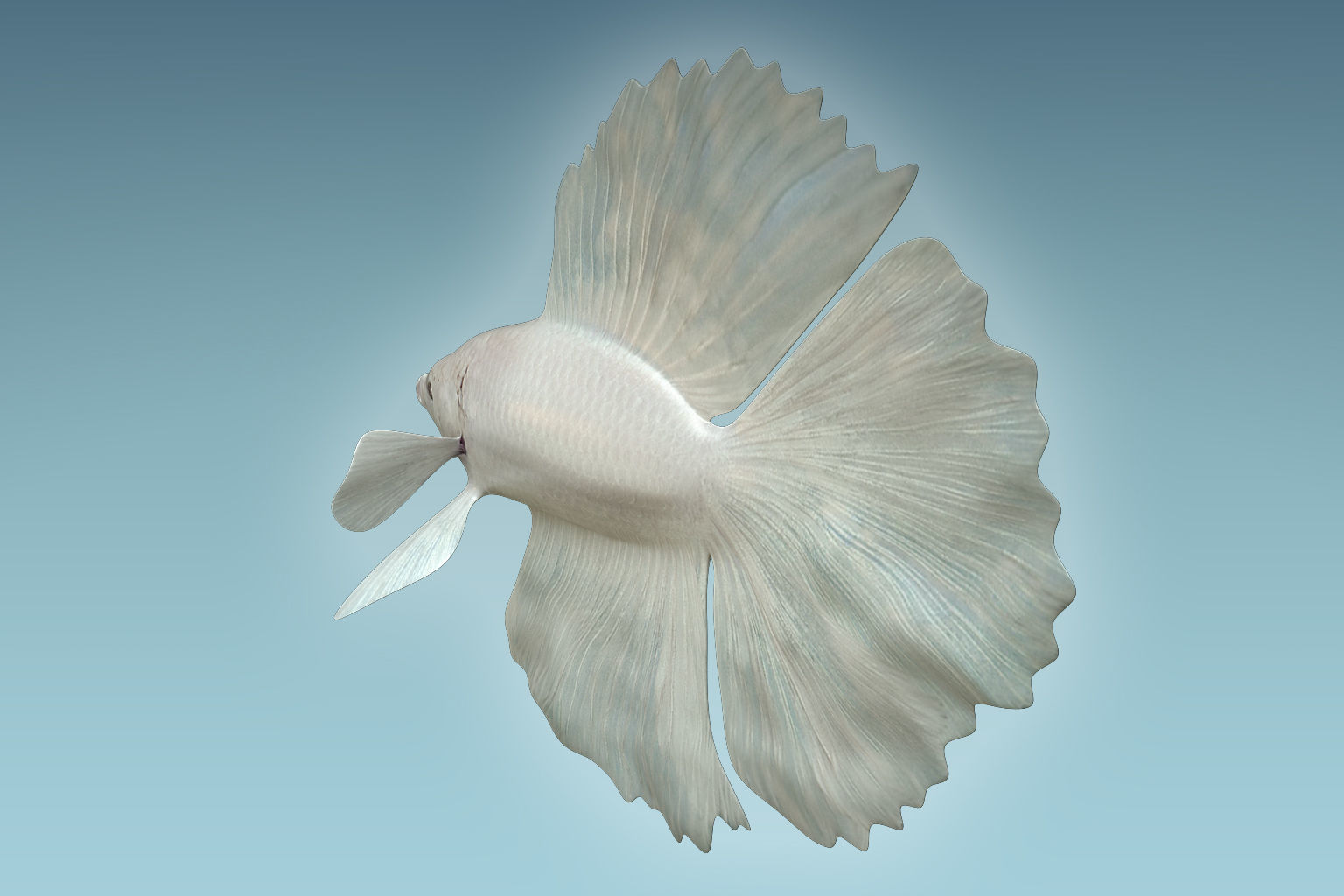 Betta Fish 8 3D model_3