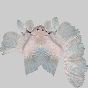 Betta Fish 8 3D model_9