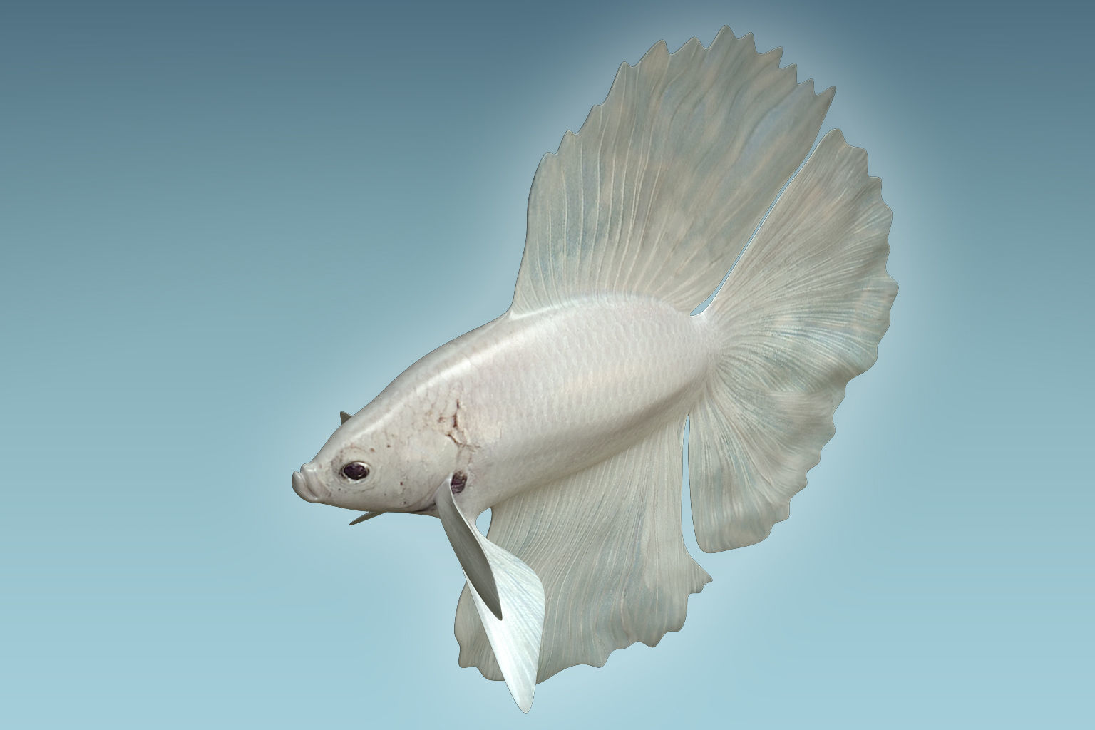 Betta Fish 8 3D model_2