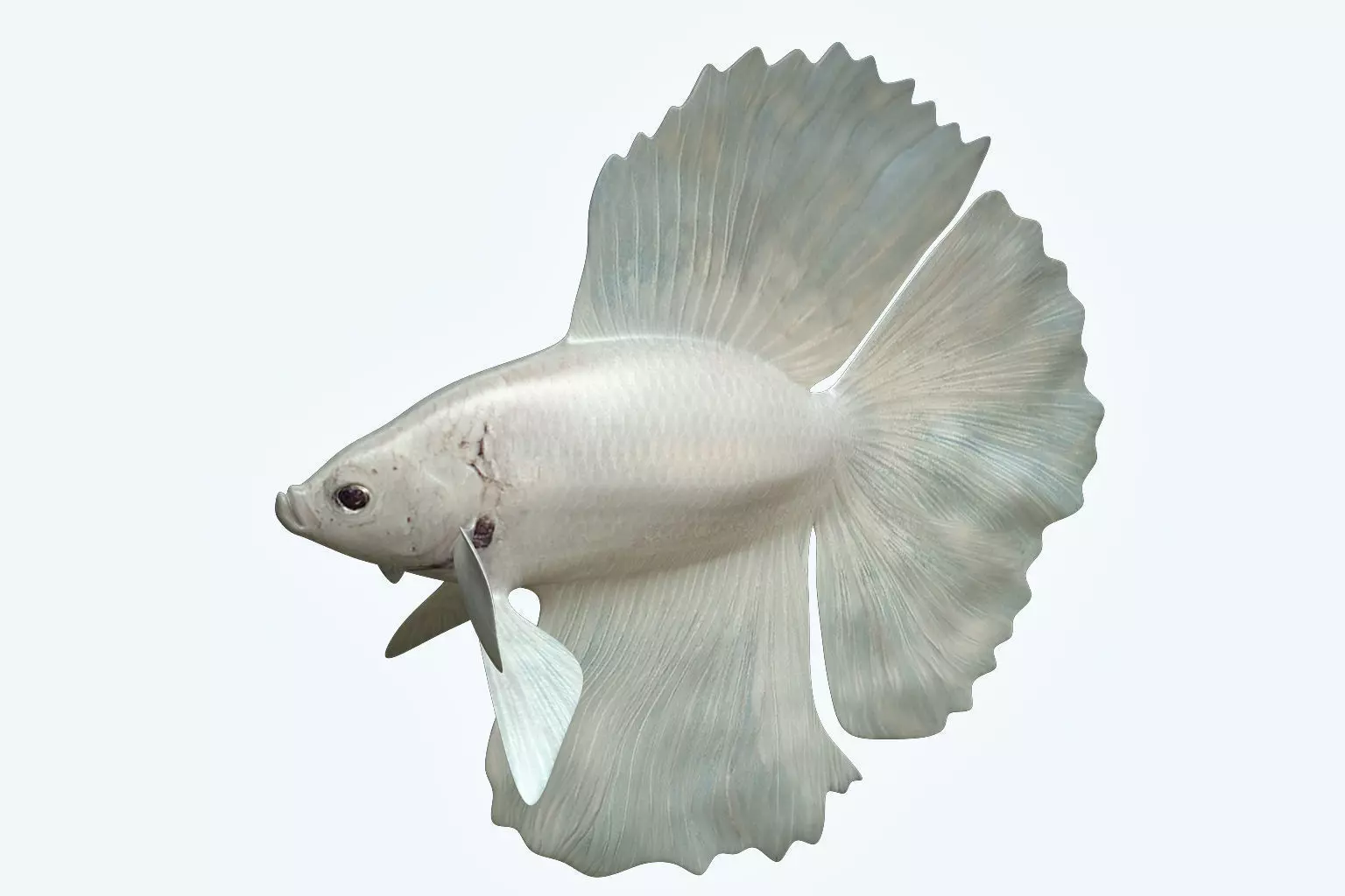 Betta Fish 8 3D model_0