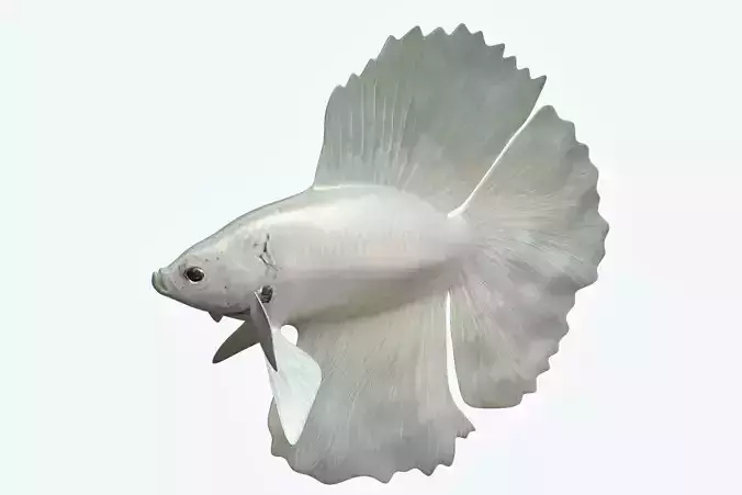 Betta Fish 8