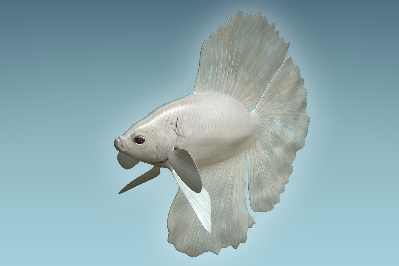 Betta Fish 8 3D model_4