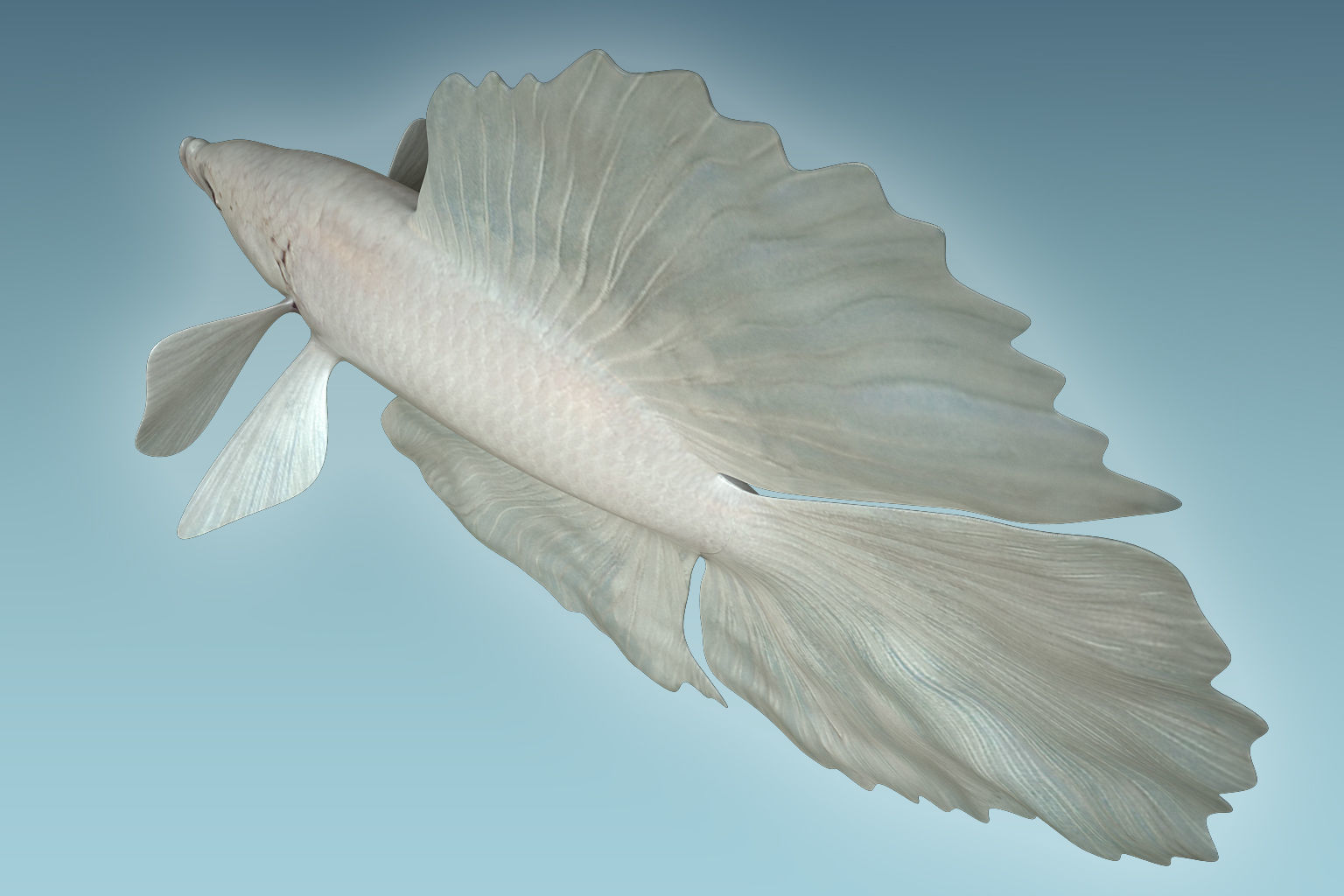 Betta Fish 8 3D model_5
