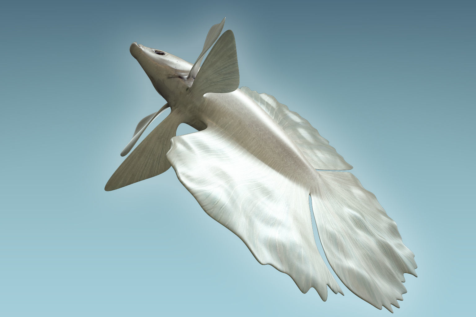Betta Fish 8 3D model_6