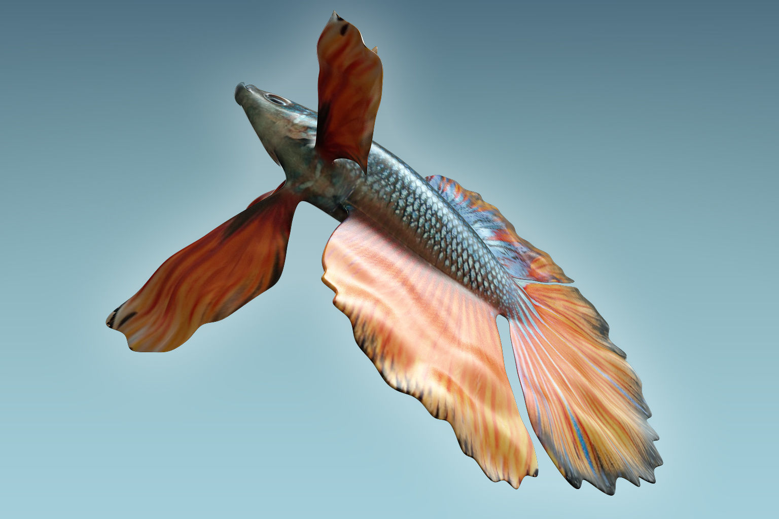 Betta Fish 9 3D model_5