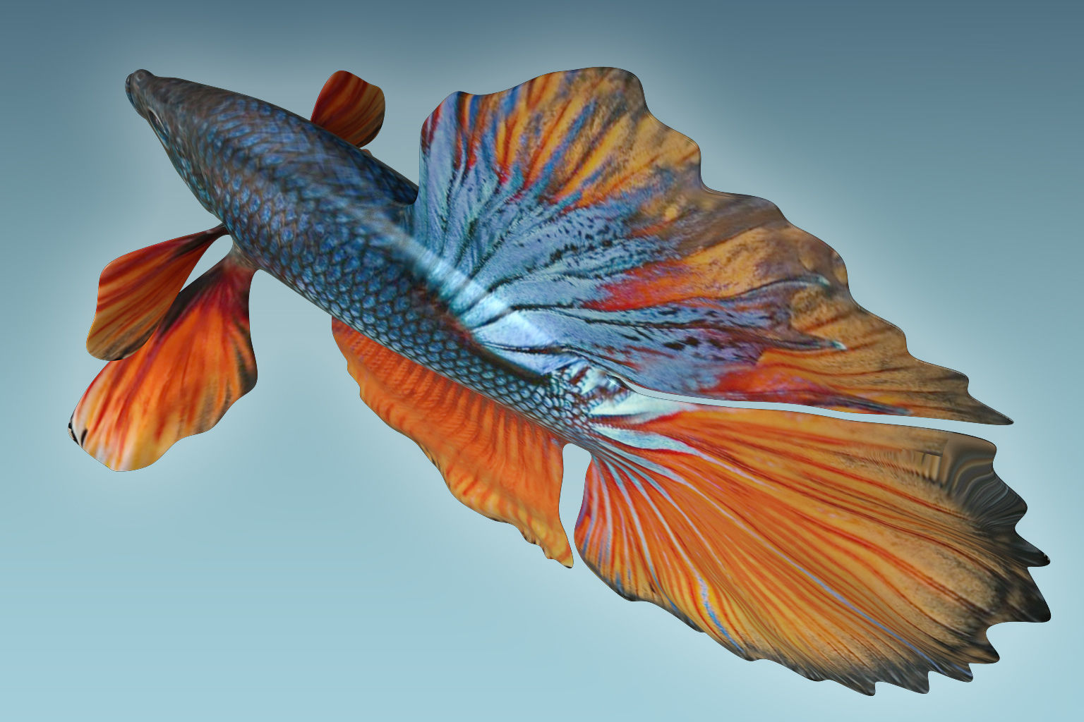 Betta Fish 9 3D model_6