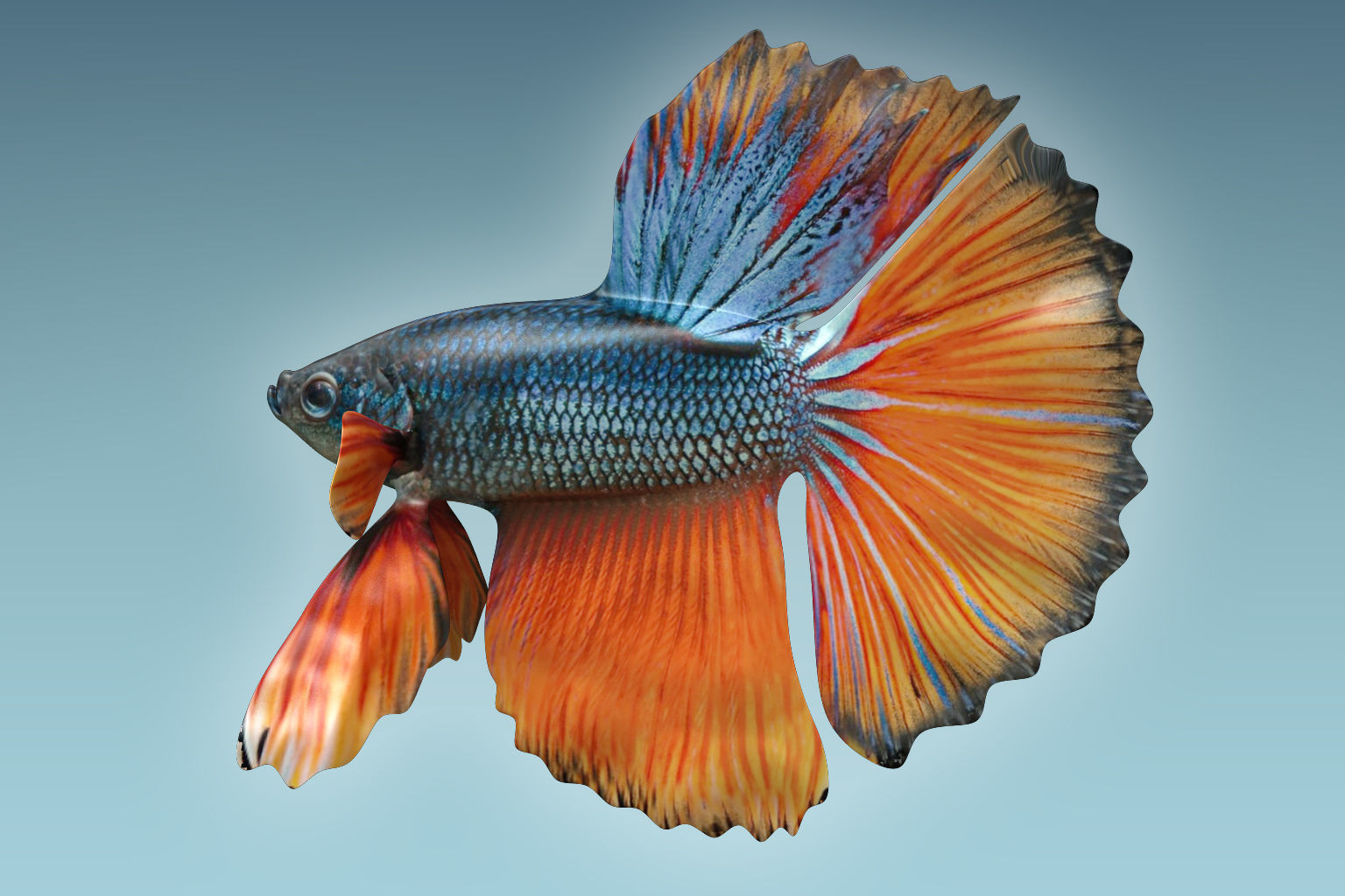 Betta Fish 9 3D model_1