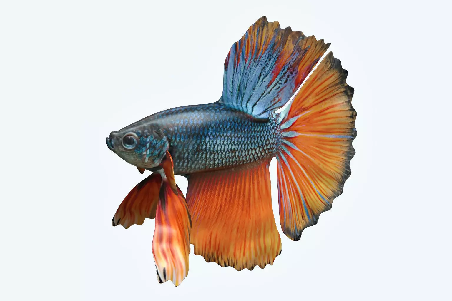 Betta Fish 9 3D model_0
