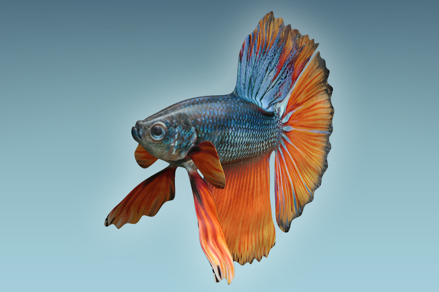 Betta Fish 9 3D model_4