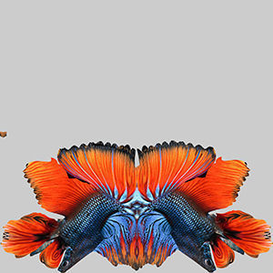 Betta Fish 9 3D model_9
