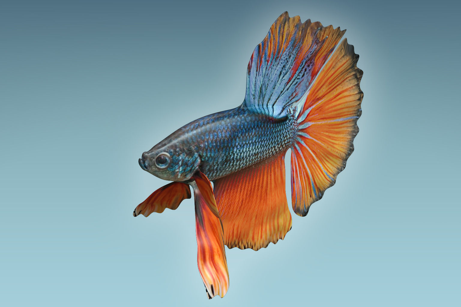 Betta Fish 9 3D model_2