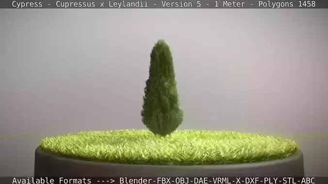 Cypress - Cupressus x Leylandii - Version 5 - 1 Meter