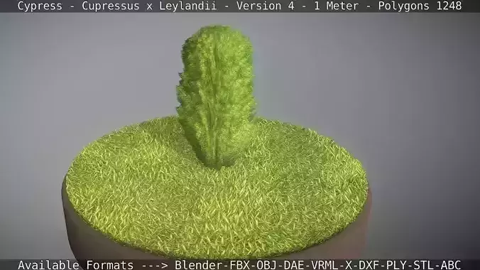 Cypress - Cupressus x Leylandii - Version 4 - 1 Meter