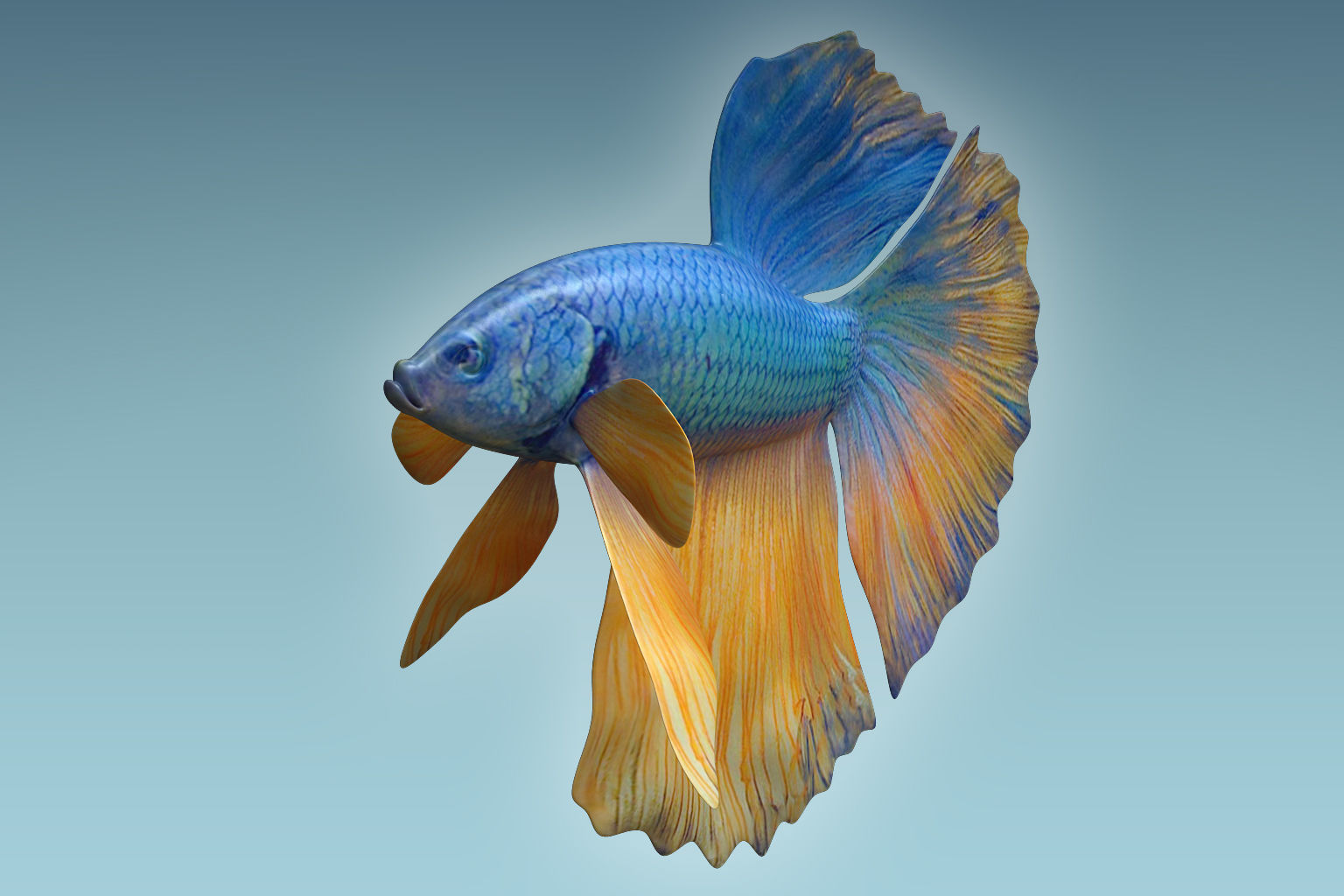 Betta Fish 10 3D model_2