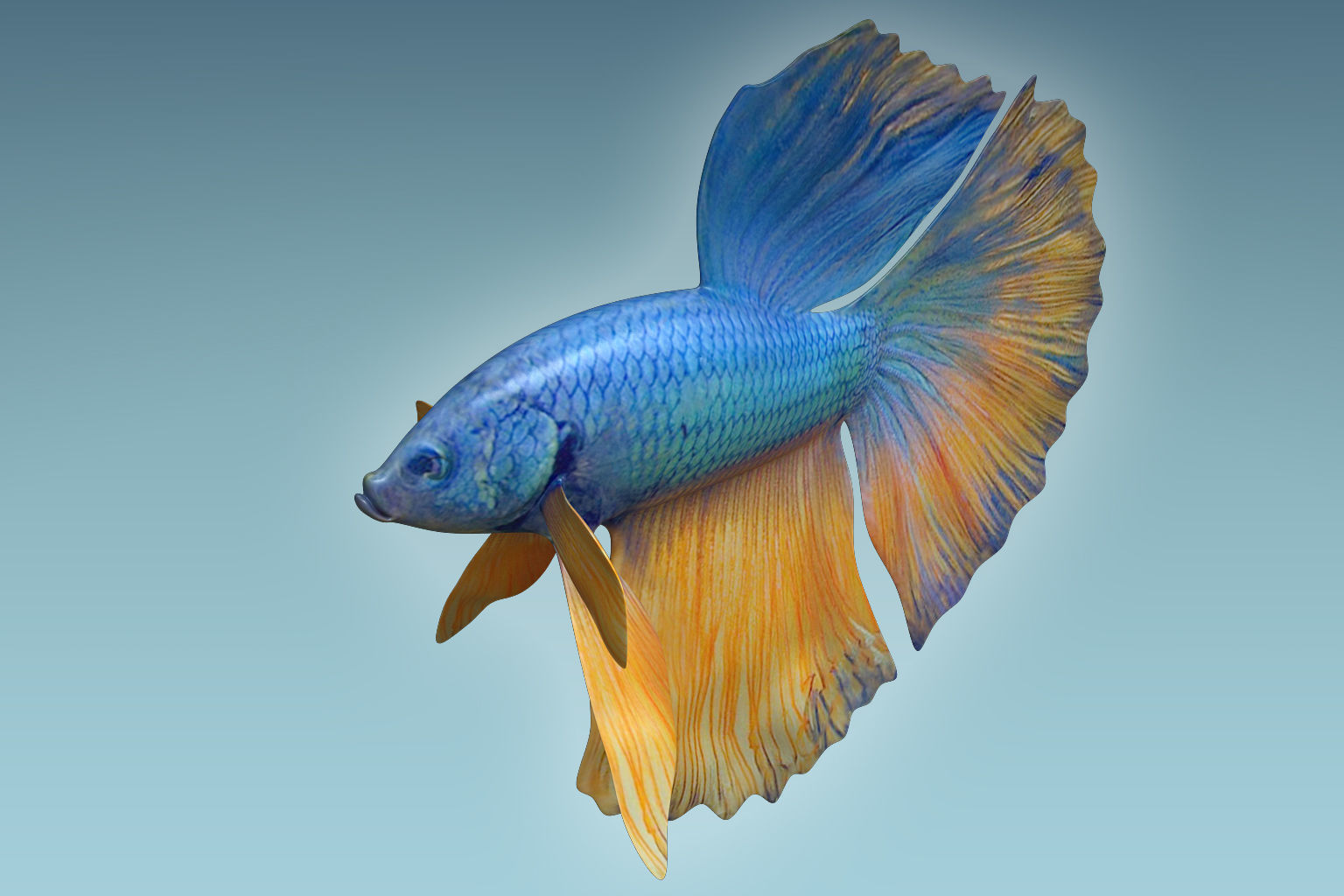Betta Fish 10 3D model_1