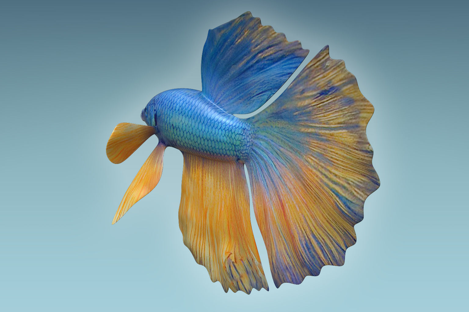 Betta Fish 10 3D model_5