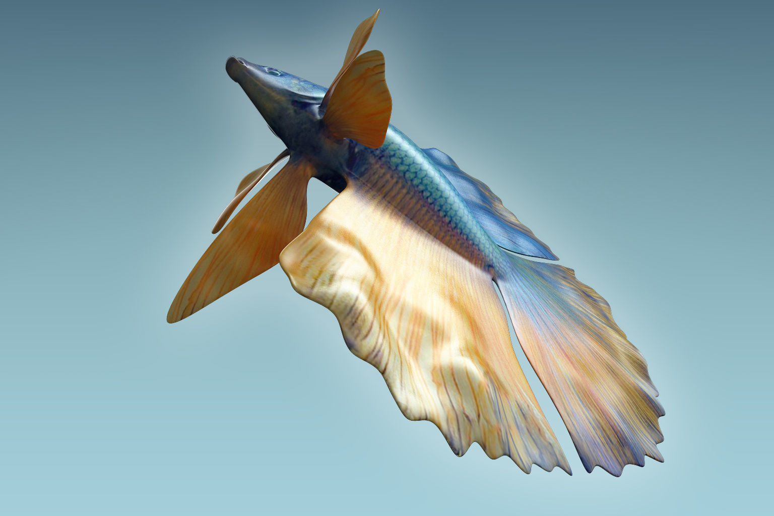 Betta Fish 10 3D model_3