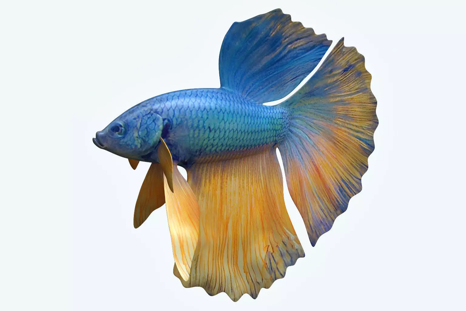 Betta Fish 10 3D model_0