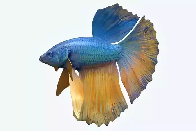 Betta Fish 10