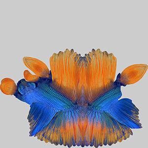 Betta Fish 10 3D model_9