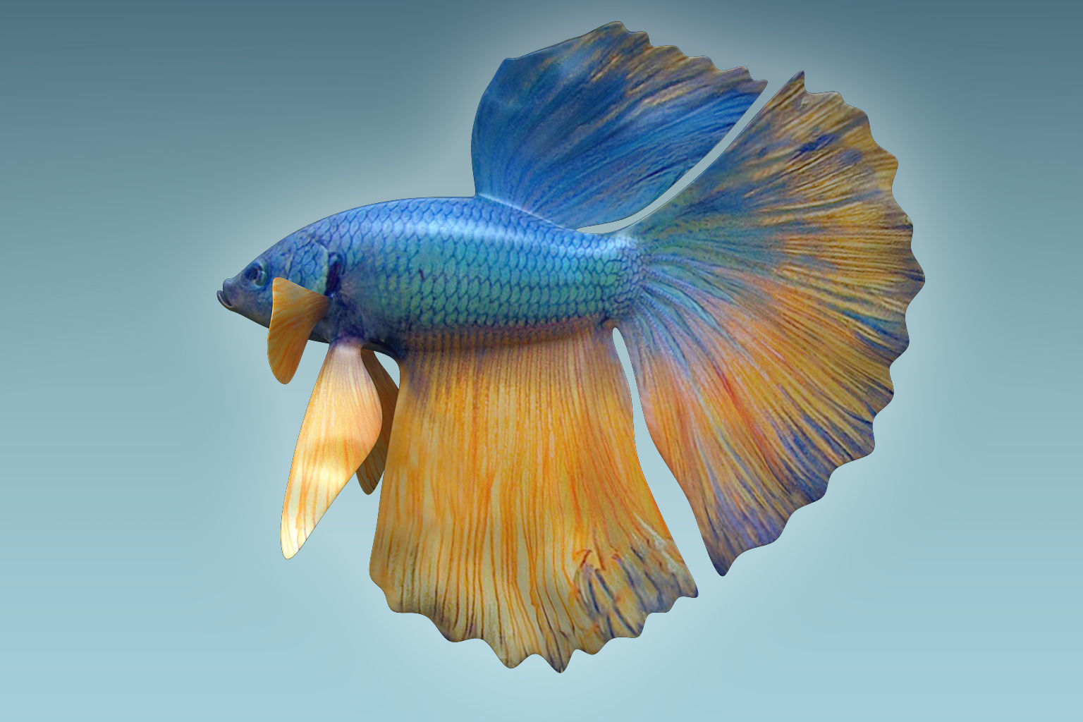 Betta Fish 10 3D model_4