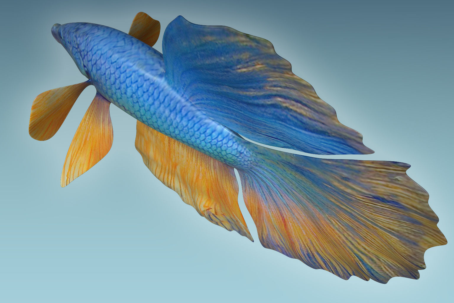 Betta Fish 10 3D model_6