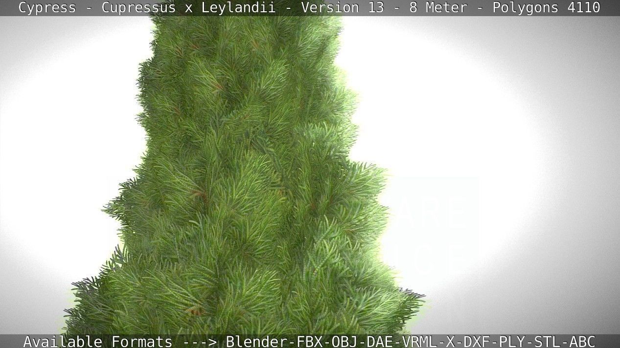 Cypress - Cupressus x Leylandii - Version 13 - 8 Meter Low-poly 3D model_7