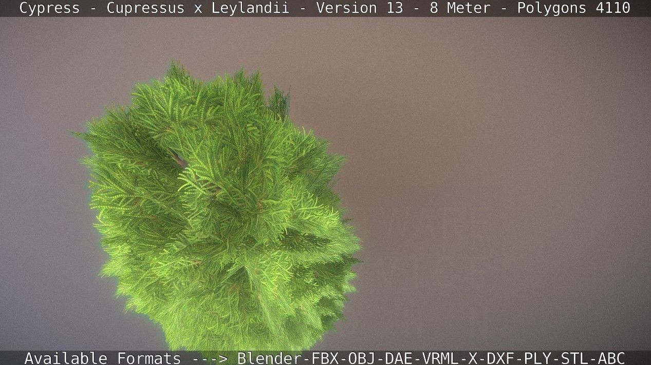 Cypress - Cupressus x Leylandii - Version 13 - 8 Meter Low-poly 3D model_48