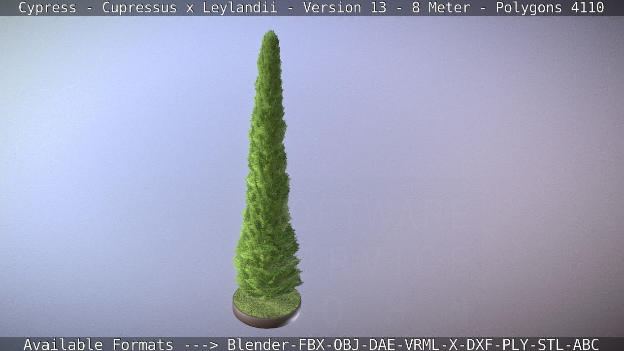 Cypress - Cupressus x Leylandii - Version 13 - 8 Meter Low-poly 3D model_30