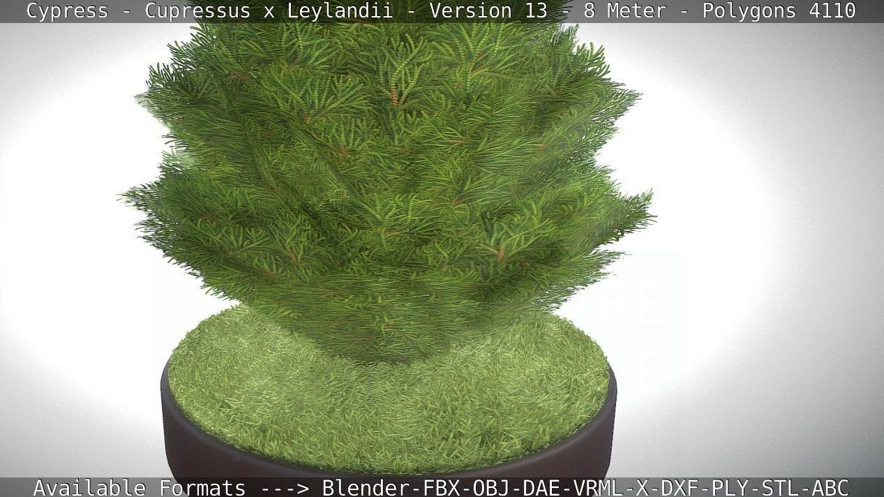 Cypress - Cupressus x Leylandii - Version 13 - 8 Meter Low-poly 3D model_50
