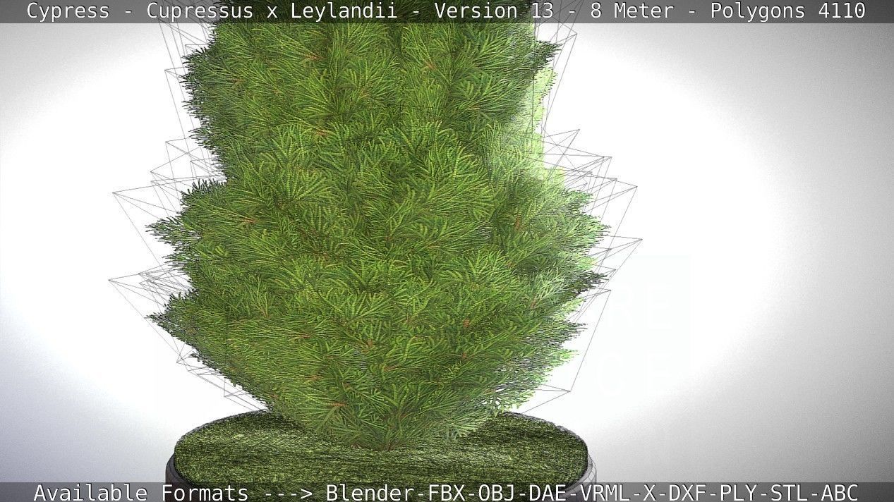 Cypress - Cupressus x Leylandii - Version 13 - 8 Meter Low-poly 3D model_44